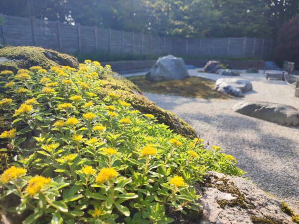 日本庭園のキリンソウ