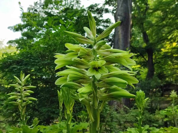 かくれアイドルこと