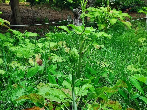 前の姿を覚えているかしら