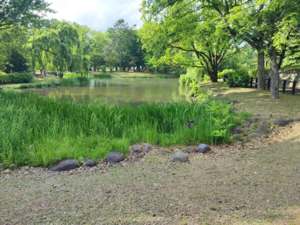 菖蒲池とハナショウブ