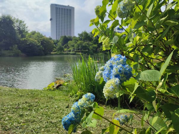 菖蒲池とアジサイ