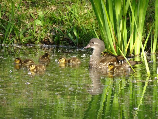 べっぴんオシドリおかあさん