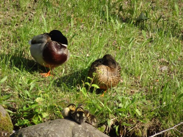 寝ないでってばー