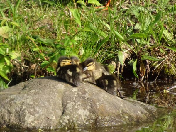 ちょっとあんた、あの2人起こしなさいよ