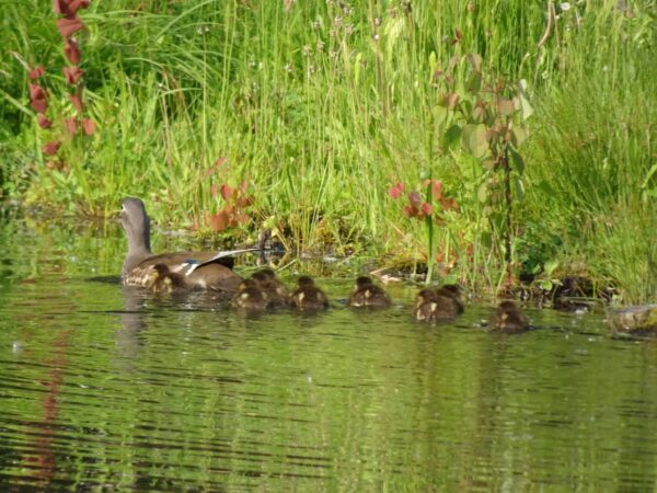 やっぱりこっちよー