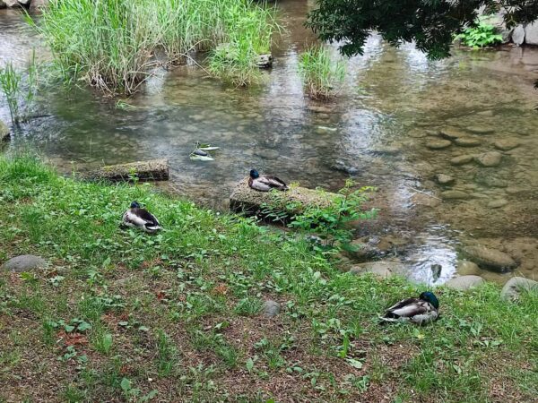 マガモ男子避暑地でまったり中