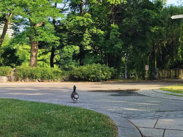 えー、わかんなーい。