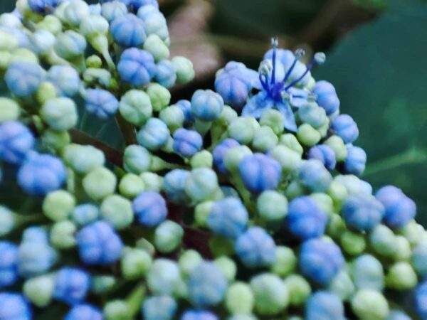 日本庭園のエゾアジサイ2