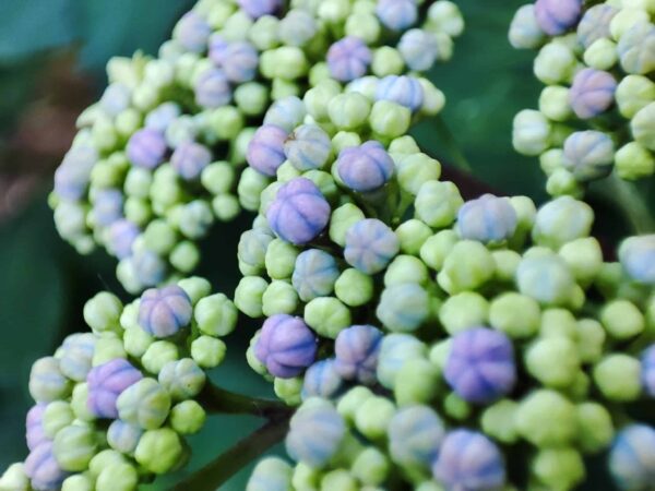 日本庭園のエゾアジサイ3