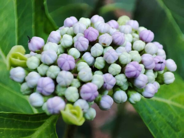 日本庭園のエゾアジサイ