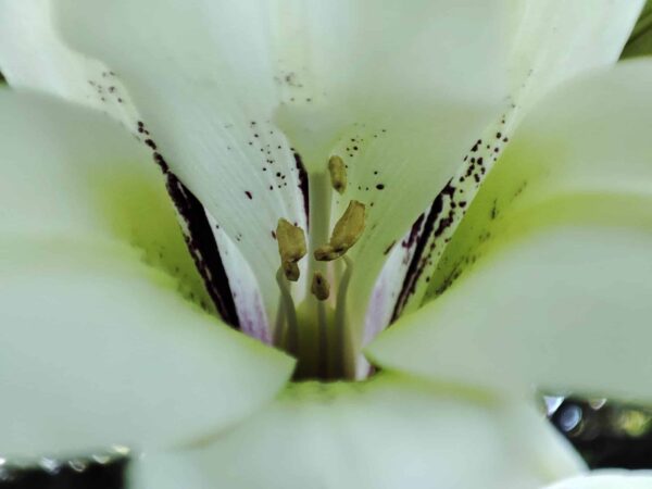 ゆりちゃんさらにあっぷ。