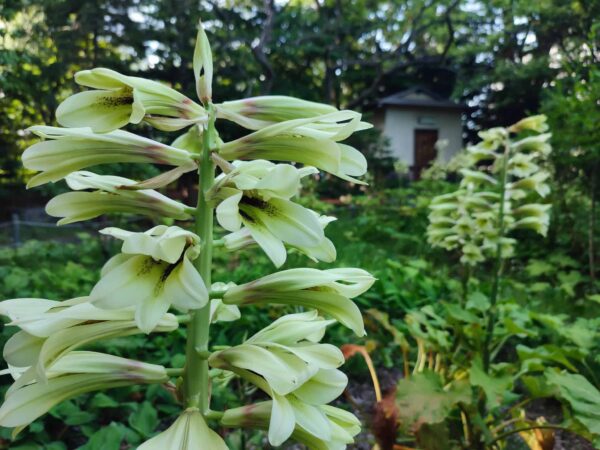 ゆりちゃんあっぷ。