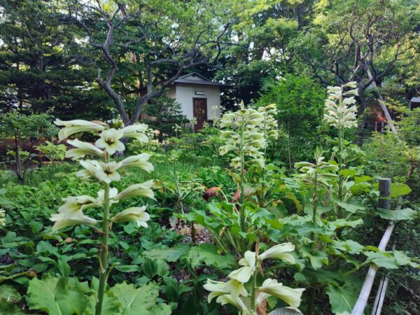 日本庭園のオオウバユリ