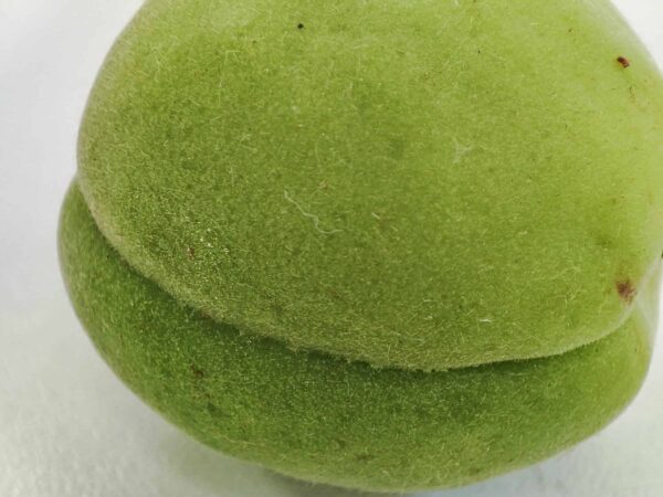 ちなみにウメさんはこんな感じ