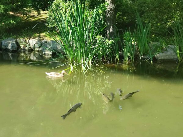 何にしようかし・・・あら、渋滞・・・