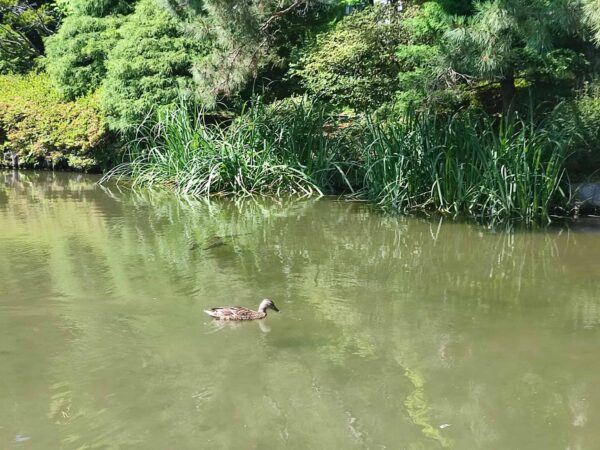 今日の夕ご飯・・・