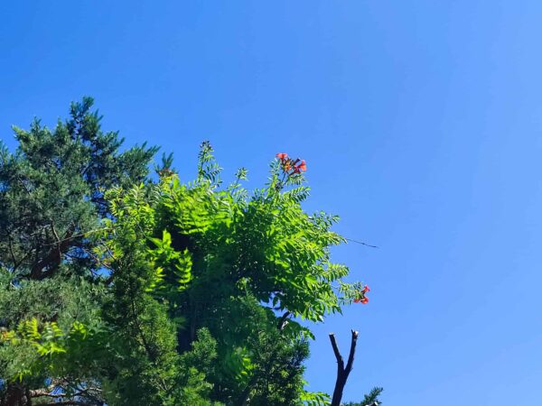 日本庭園のノウゼンカズラ