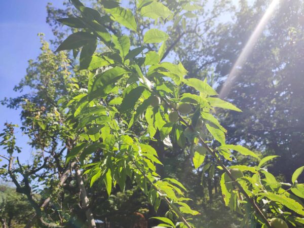日本庭園のハナモモ