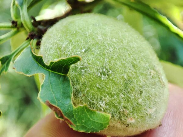 ハナモモ毛がふさふさー