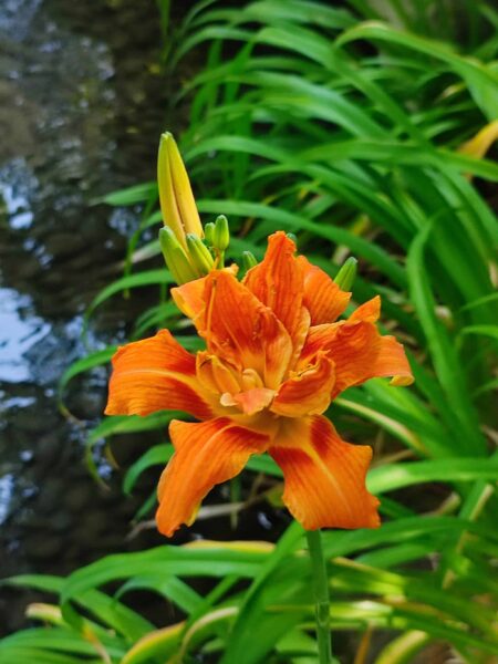 ヤブカンゾウのお花きれいなの