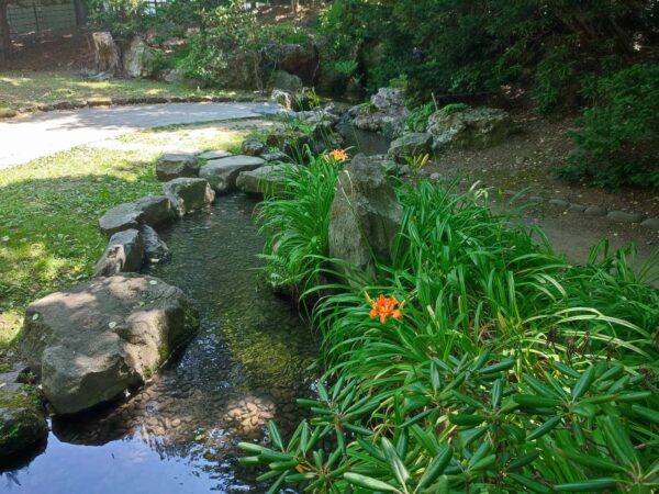 日本庭園のヤブカンゾウ