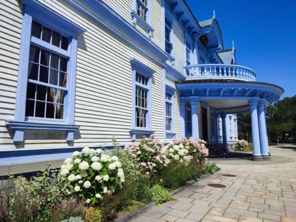 豊平館前のアナベル