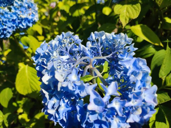 暑いって言ってる