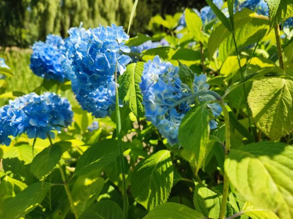 あじさいさん・・・