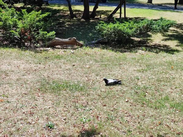 ハトさんひなたは暑いでしょ