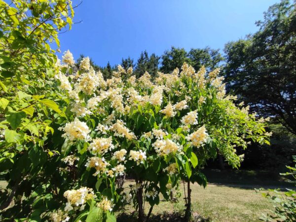 香りの広場のノリウツギ