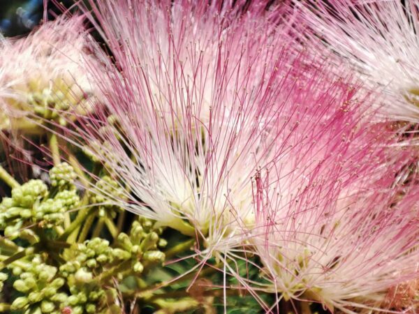 ネムノキの花フサフサだよ