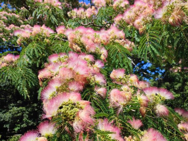 ネムノキ満開だよ