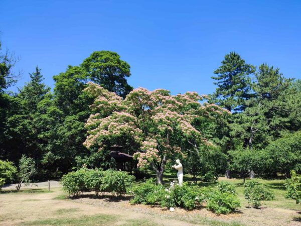 香りの広場のネムノキ