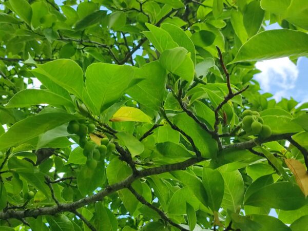 こっちはマスカットみたい