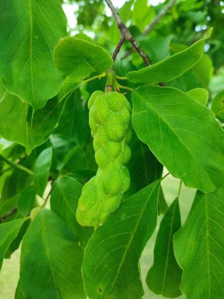 キタコブシの実