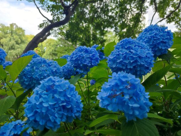 キレイに咲いてる子もいるよ