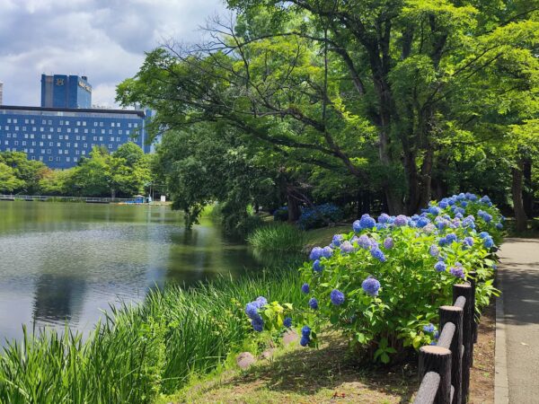 菖蒲池とアジサイ