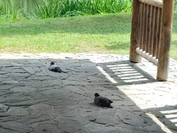 中島公園の避暑地、四阿の下。