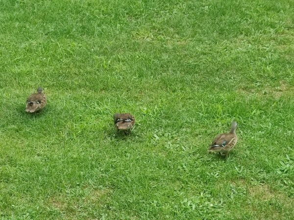 オシドリオシリ三兄弟。