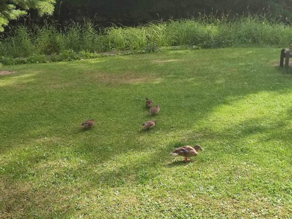 もうあさってからお盆よ。