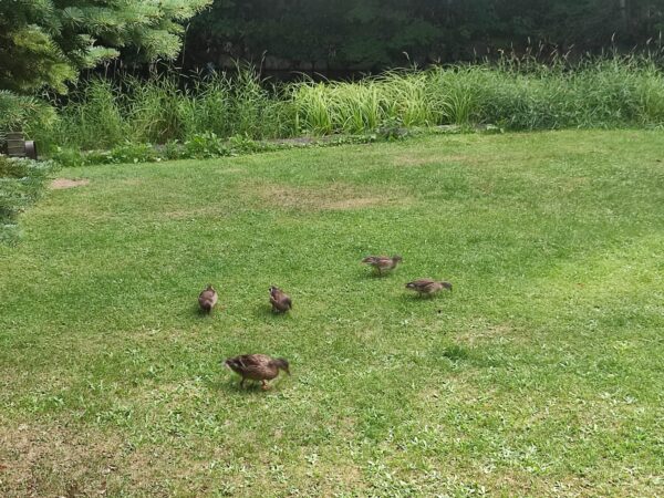 みなさん、前しつれいしますねー。