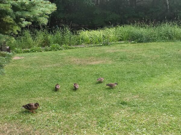 わたしマガモ女子。