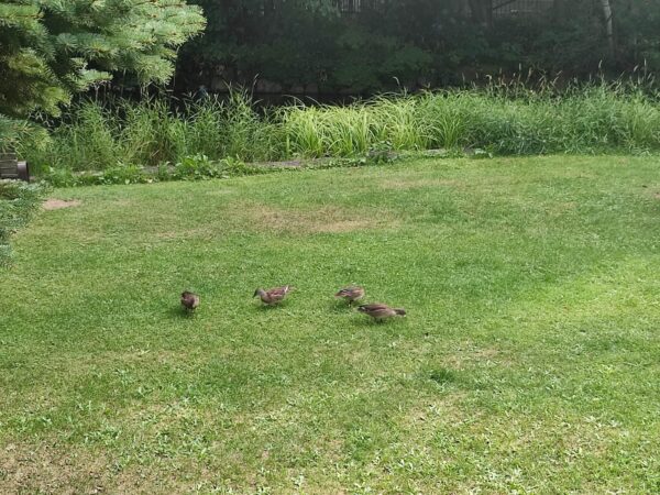 ここらへん、おいしいねー