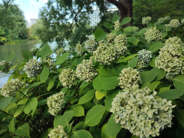 アジサイさん③