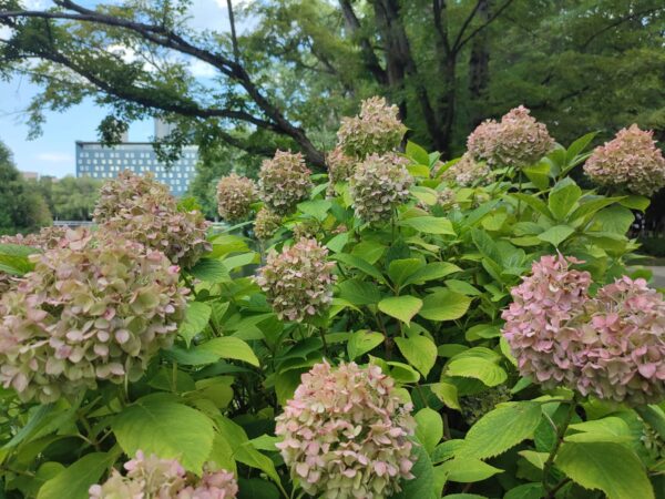 アジサイさん②