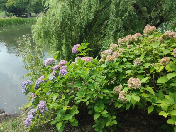 アジサイさん①