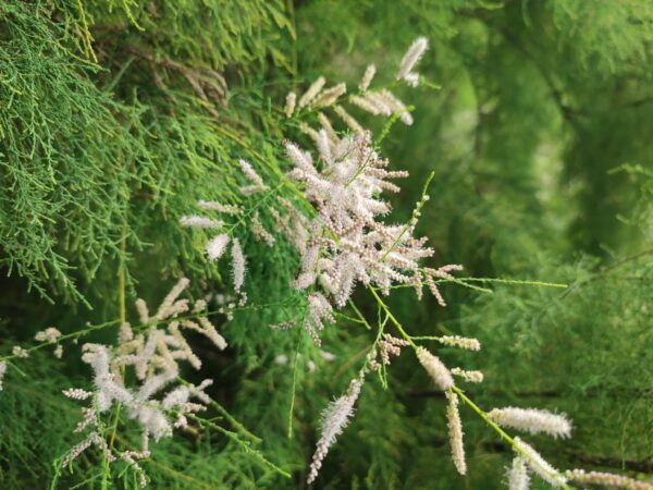 ギョリュウ咲きました。