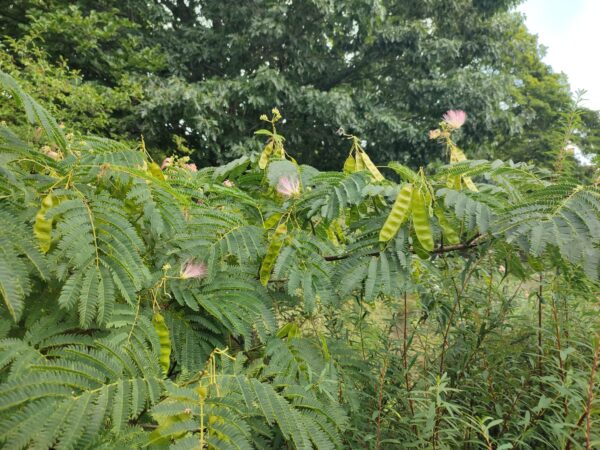 ネムノキさん、花と実の共存
