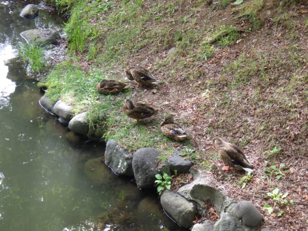 マガモさんたち、みっけ。