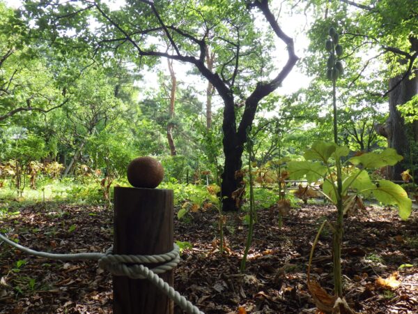 日本庭園よりトチの実がお伝えします